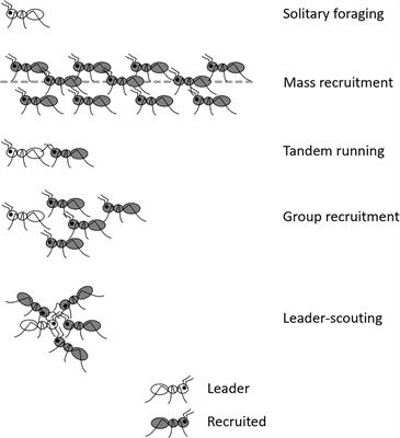 Ants’ Personality and Its Dependence on Foraging Styles: Research Perspectives